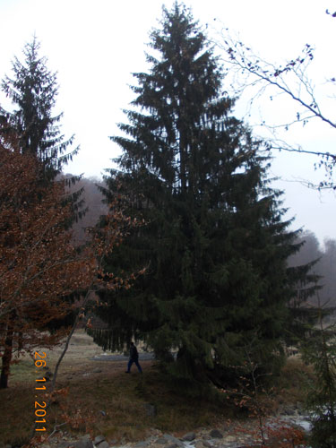 Foto: brad de Craciun - Strambu Baiut (c) eMaramures.ro