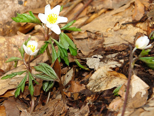 Foto Floare de Pasti (c) Petru Goja