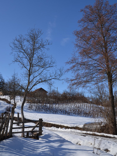 Foto Vie din soiuri hibride (c) Lucian Petru Goja