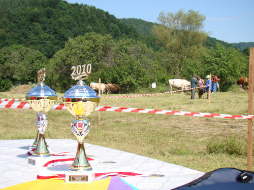 Foto Valea Chioarului - Miss animale 2010 (c) eMaramures.ro